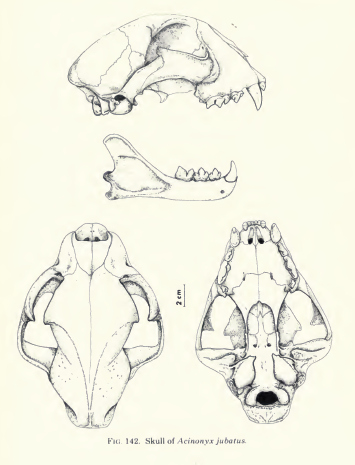 Cheetah skull