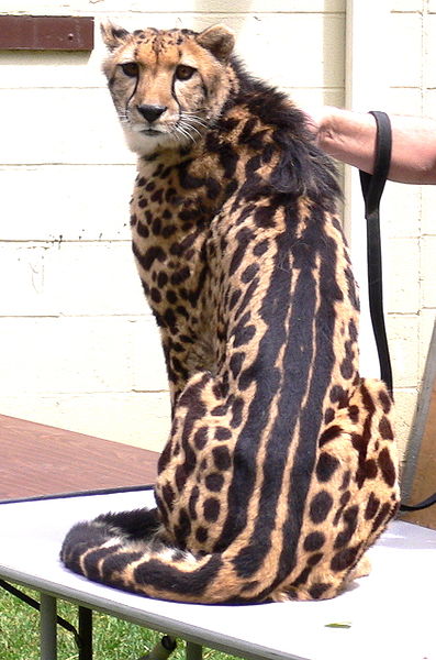 A king cheetah showing its distinctive coat pattern