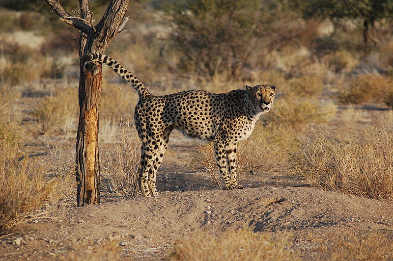 Male cheetah marking territory