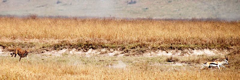 A cheetah in pursuit of Thomson's gazelle in Ngorongoro Crater, Tanzania