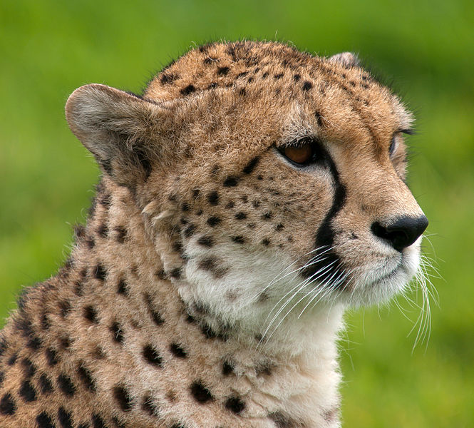 A cheetah at the Whipsnade Zoo in Dagnall, England.