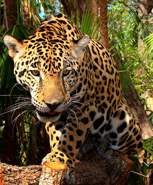 The jaguar (Panthera onca)