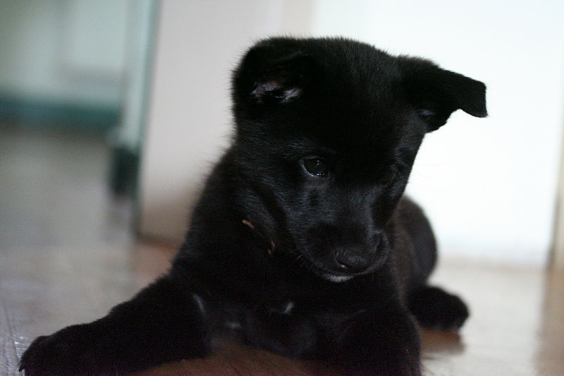 Black Norwegian Elkhound