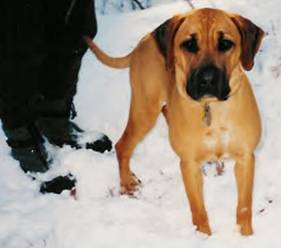 Blackmouth Cur