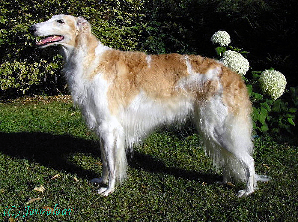 Borzoi