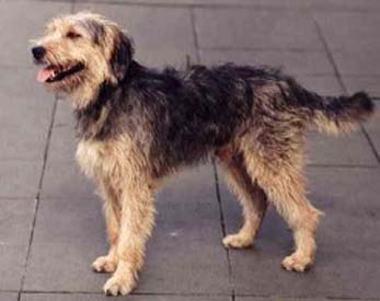 Bosnian Coarse-haired Hound