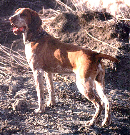 Bracco Italiano