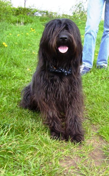 Catalan Sheepdog