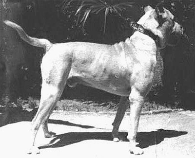 Cordoba Fighting Dog