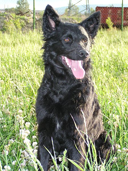 Croatian Sheepdog