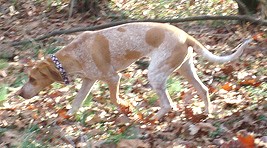 English Coonhound