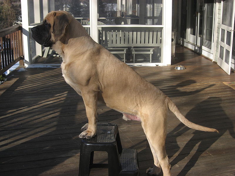 English Mastiff