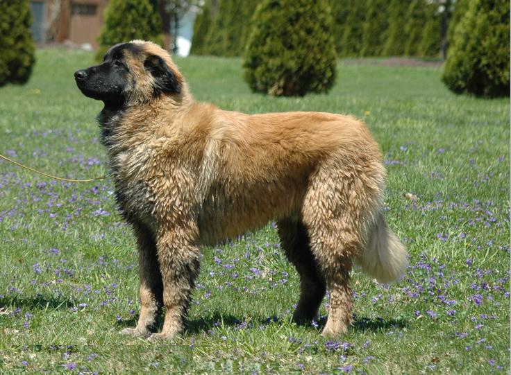 Estrela Mountain Dog