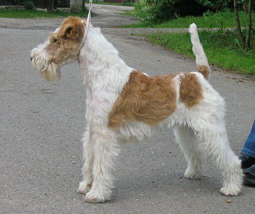 Wire Fox Terrier