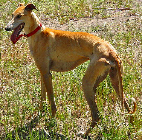 Galgo Espanol Dog