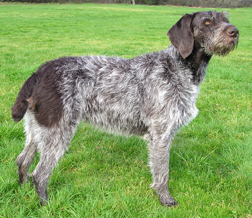 German Wirehaired Pointer