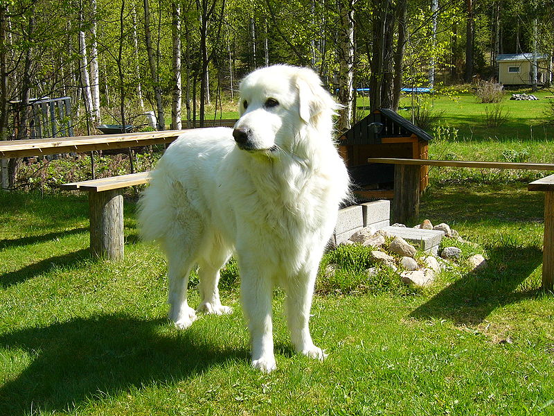 Great Pyrenees