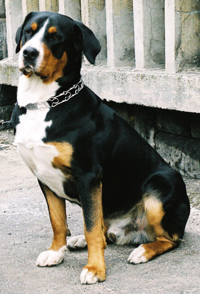 Greater Swiss Mountain Dog