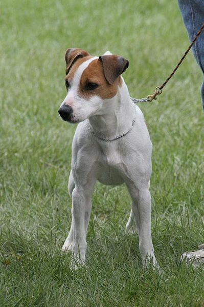 Jack Russell Terrier