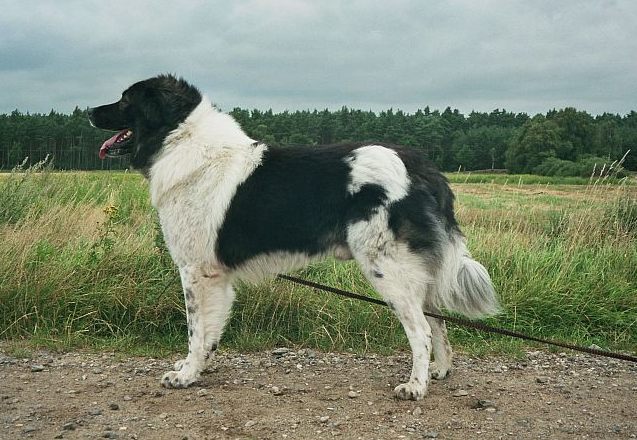 Karakachan Dog