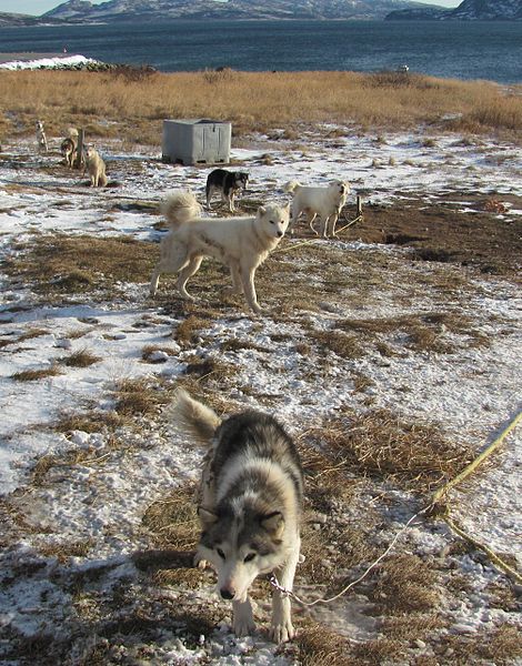 Labrador Husky