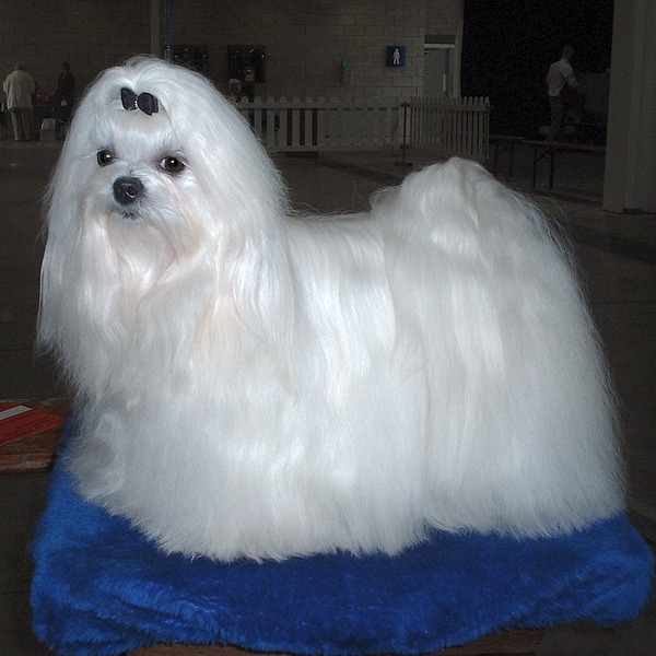 Maltese