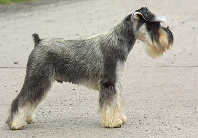 Miniature Schnauzer