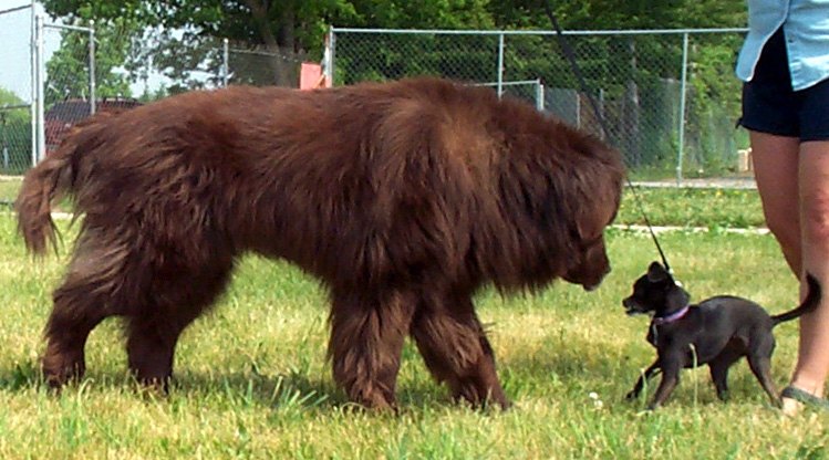 Newfoundland