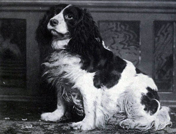 Norfolk Spaniel