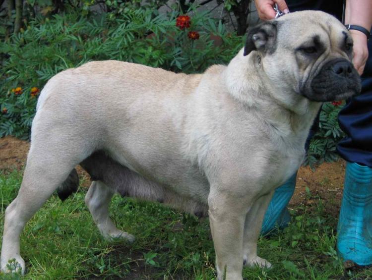 Perro de Presa Mallorquin