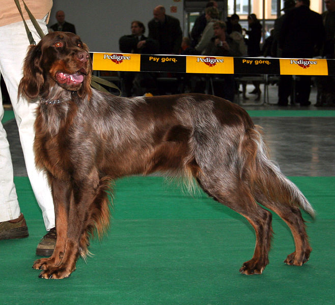 Picardy Spaniel