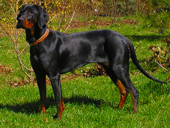 Polish Hunting Dog