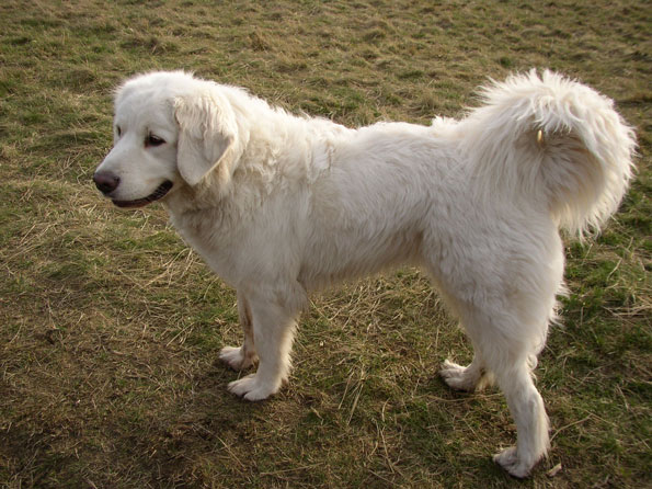 Polish Tatra Sheepdog