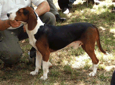 Serbian Tricolour Hound