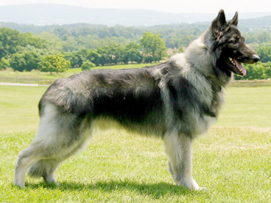 Shiloh Shepherd Dog