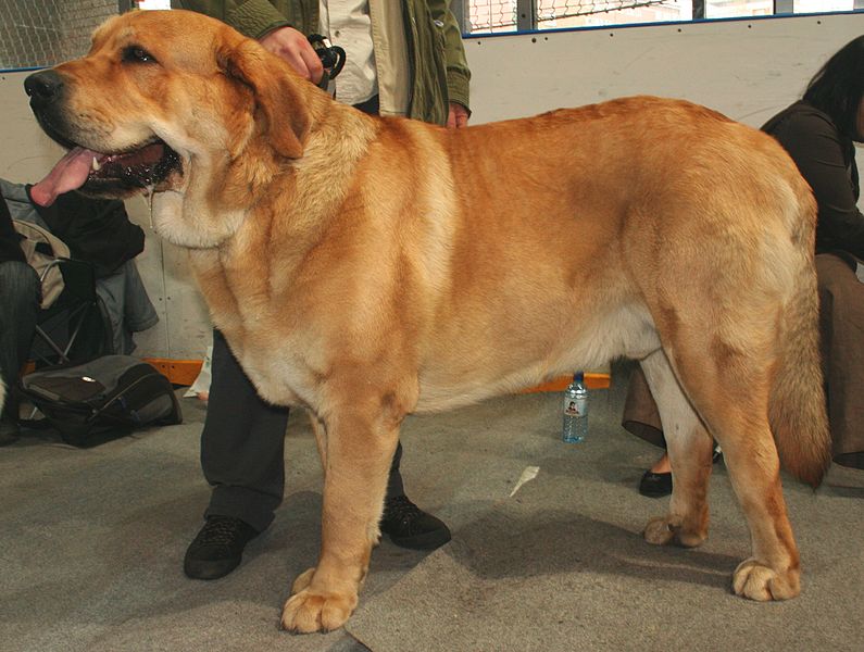 Spanish Mastiff