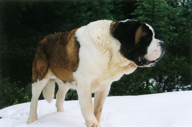 St. Bernard