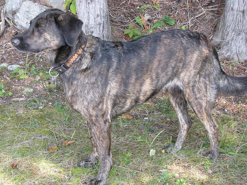 Tennessee Treeing Brindle