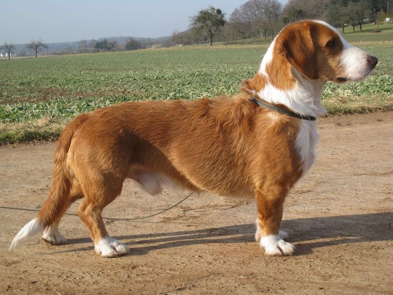 Westphalian Dachsbracke