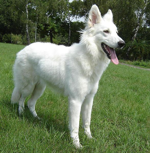 White Shepherd Dog