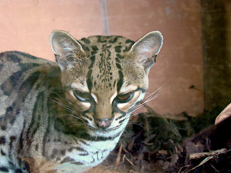 A margay at Edinburgh Zoo