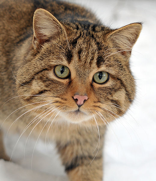 wildcat (Felis silvestris)