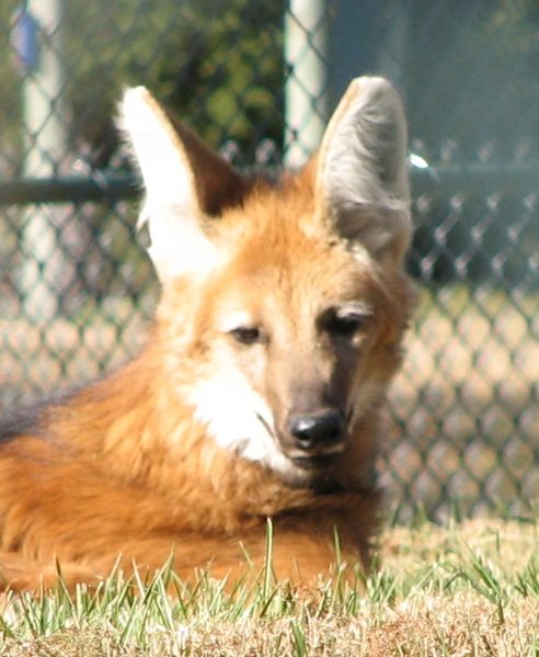 Maned Wolf