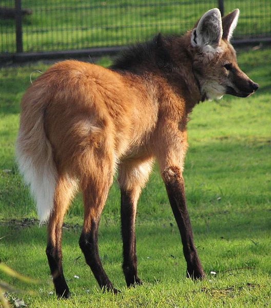 Chrysocyon.brachyurus