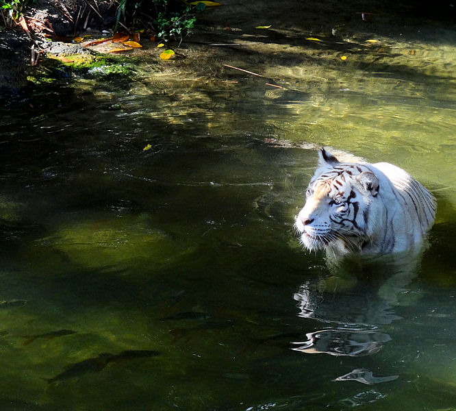 White tiger in water at the Singapore Zoo