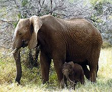 Female African elephant with calf, in Kenya.