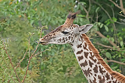 Giraffe extending its tongue to feed. Its tongue, lips and palate are tough enough to deal with shar