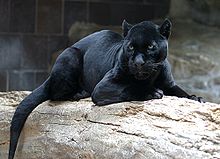 A melanistic jaguar at the Henry Doorly Zoo. Melanism is the result of a dominant allele and remains