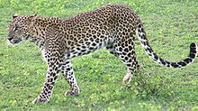 Sri Lankan Leopard