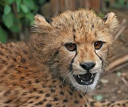 A cheetah cub